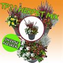 Bild von TP23 Herfst mix Divers